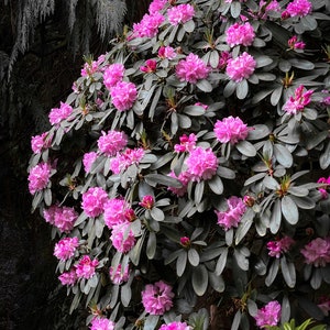 Arbusto de rododendro rosa floreciente junto a un árbol majestuoso