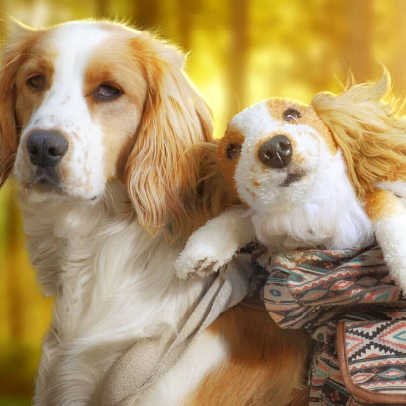 stuffed animal replicas of your pet