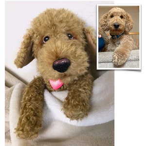 Custom Stuffed Animal, Stuffed Animal Pet, Pet Replica, Pet Portrait, Loss of Pet, Pet Loss Gifts, Custom Stuffed Pet Memorial, Pet Mom image 8
