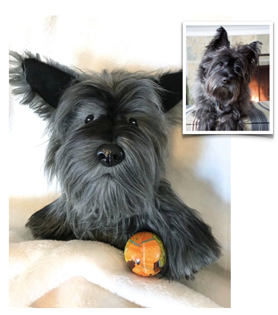 Terrier Mix Medium Sized Terrier Dogs Schnauzer Terrier Mixed