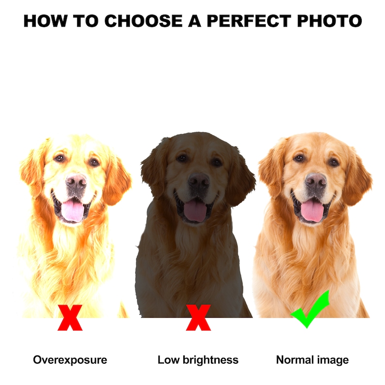 May include: Three images of a golden retriever dog. The first image is overexposed, the second image is too dark, and the third image is well-lit and shows the dog's features clearly.