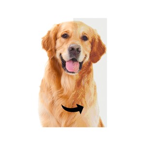 May include: A golden retriever dog with a pink tongue sticking out, looking happy and playful. The dog's fur is a light golden color and the background is white.