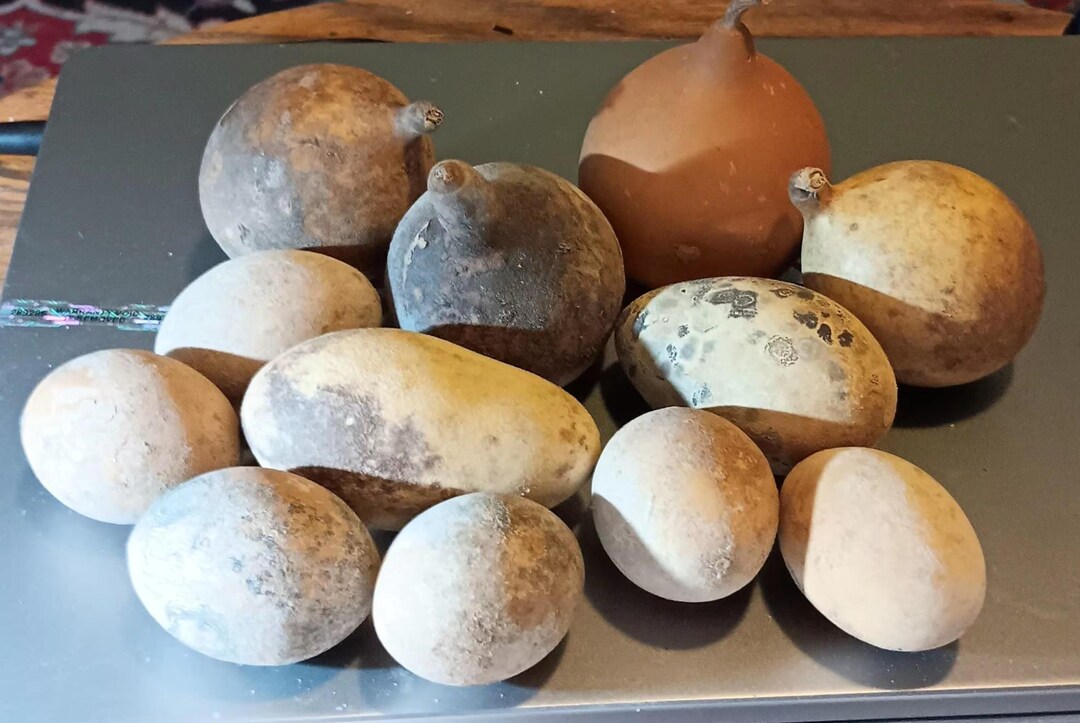 Mini Jourds 12 Mixed Mini Gourds for Crafting Ornaments Craft Supply - Etsy