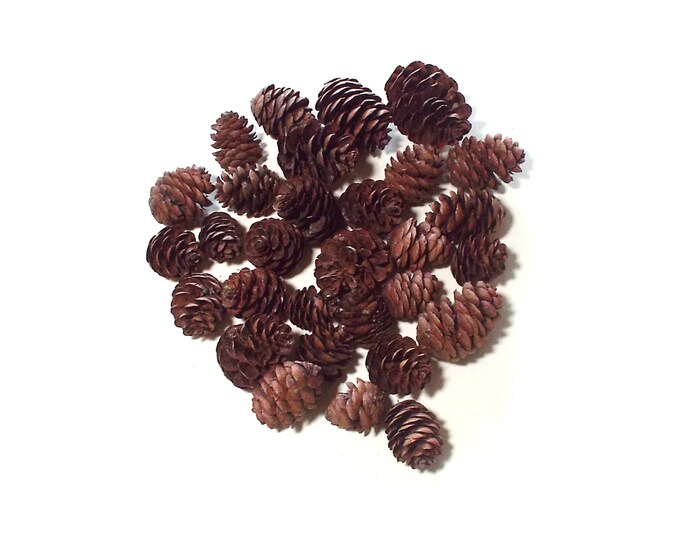 Small Pine Cones Hemlock for Crafts Wreaths Decorating 30 - Etsy