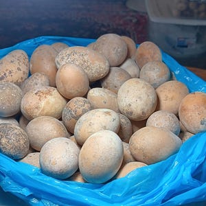 May include: A large collection of unwashed, round, light brown potatoes with visible soil patches, contained within a bright blue plastic bag. The potatoes vary in size and shape, displaying natural textures and earthy tones throughout the pile.