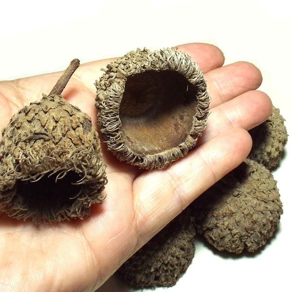 Huge Acorn Caps 8 Bur Oak Caps Felted Acorn Supply 1 Inch Tall or Over Craft Supply Wreath Floral Nature Crafts Acorns Rustic Large