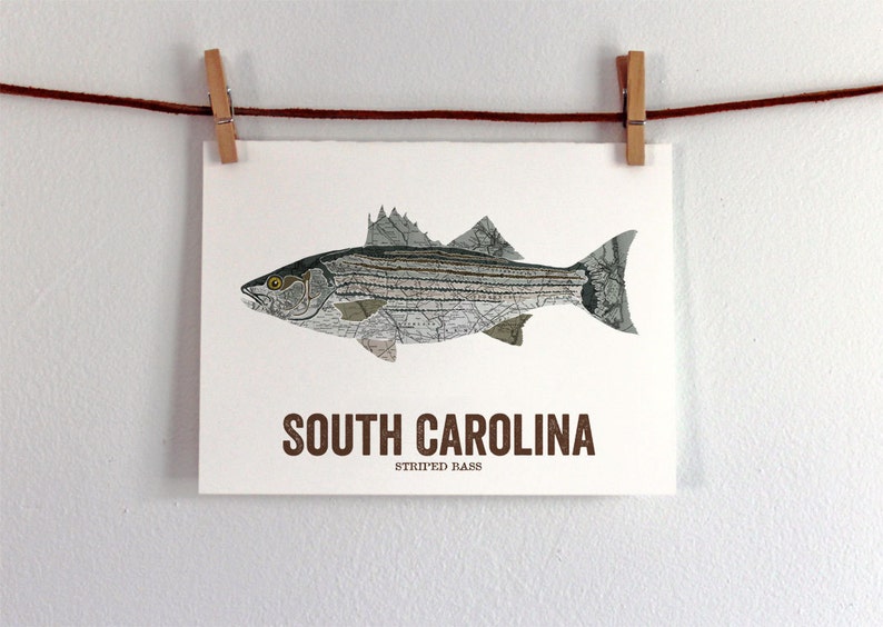 South Carolina State Fish, Map art, Nature Outdoor art, Vintage Map art, Art print, Fish Wall decor, Fish Art, Gift For Him Striped Bass image 2