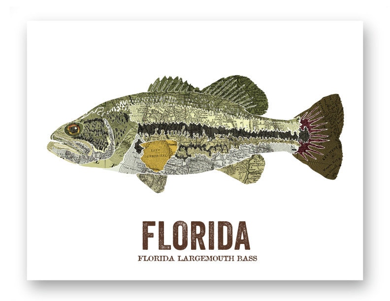 Florida State Fish, Map Art, Nature Outdoor Art, Vintage Map Art