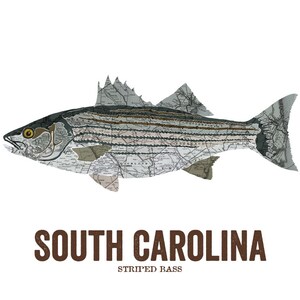 South Carolina State Fish, Map art, Nature Outdoor art, Vintage Map art, Art print, Fish Wall decor, Fish Art, Gift For Him Striped Bass image 3