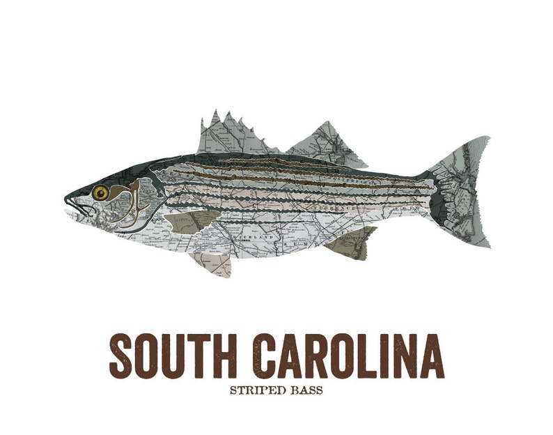 South Carolina State Fish, Map art, Nature Outdoor art, Vintage Map art, Art print, Fish Wall decor, Fish Art, Gift For Him Striped Bass image 3