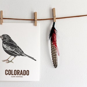 Colorado state bird art, Map Art, State Art, Bird print, Nature art, Outdoor art, Vintage Map art, Wall decor, Rustic Nursery LARK BUNTING image 1