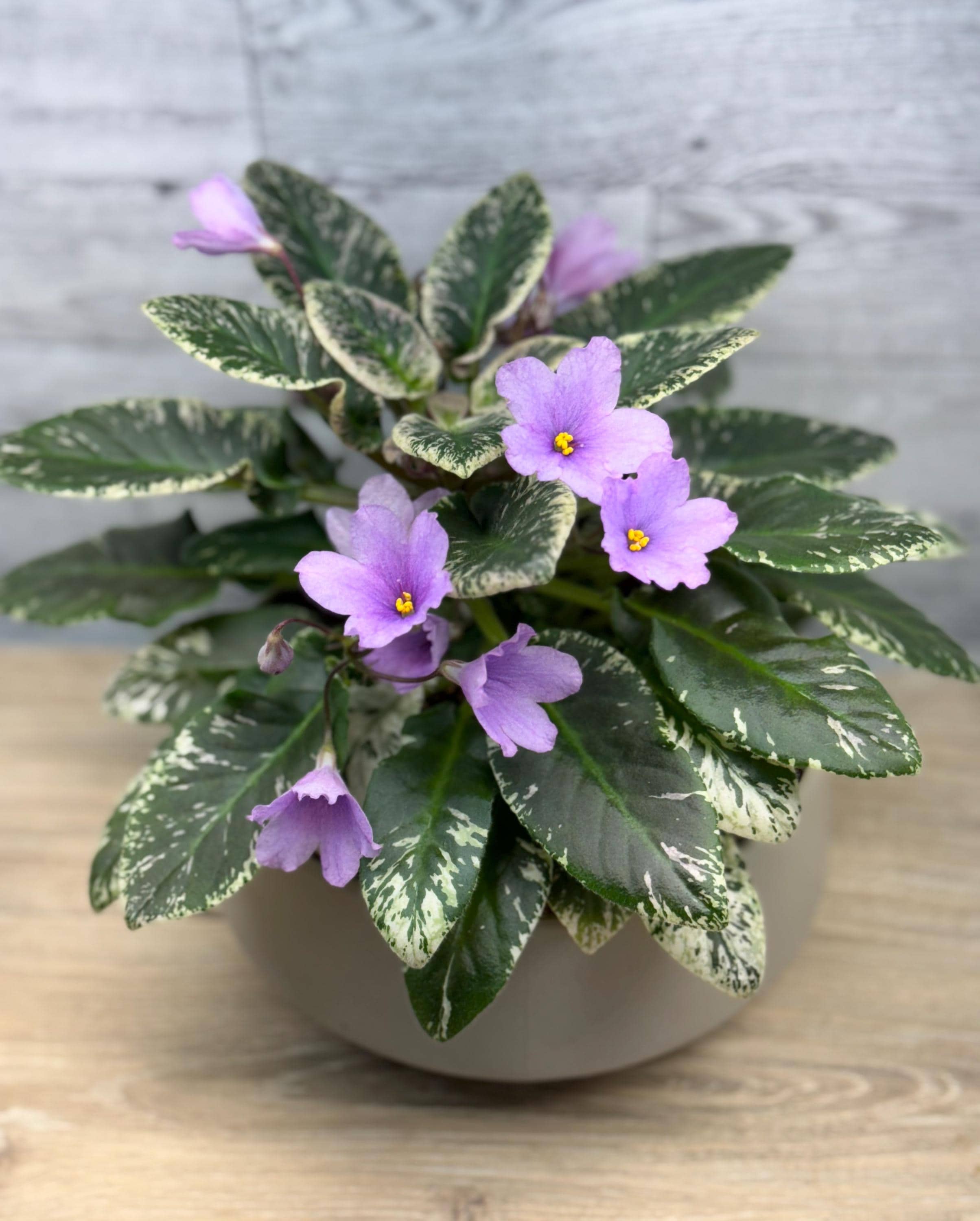 African Violet Pair of Leaves “le-erika” Semiminiature Trailer - Etsy