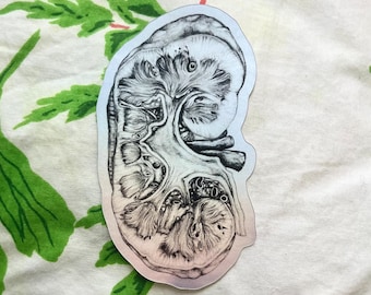 chromatic silver kidney sticker