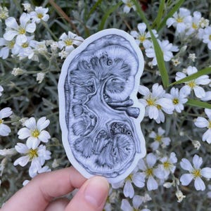 May include: A black and white anatomical illustration of a human kidney, printed on a white sticker. The sticker is held in a hand against a background of white flowers.