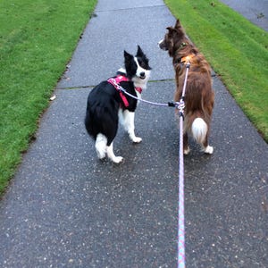Coupler For 2 Medium Or Large Dogs, Dog Leash Coupler Set, 7mm Green Climbing Rope, Dog Leash For 2 Big Dogs, Dog Leash Splitter image 7
