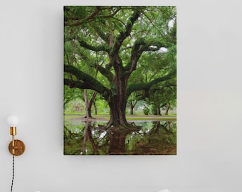New Orleans Oak Trees - Matte Canvas, Stretched, 1.25"