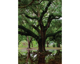 New Orleans Oak Trees Poster