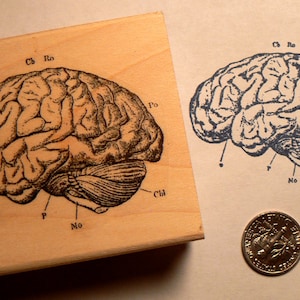 Human brain-anatomy rubber stamp WM P27