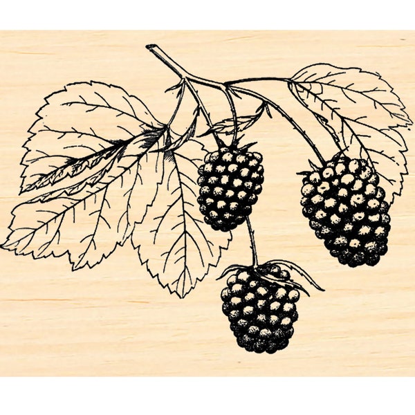 P137 Brombeeren Stempel