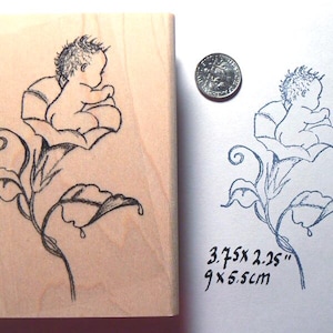 P27 Morning Glory babystempel