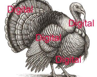 Turkey Vintage Image- Digital Download- png, psd