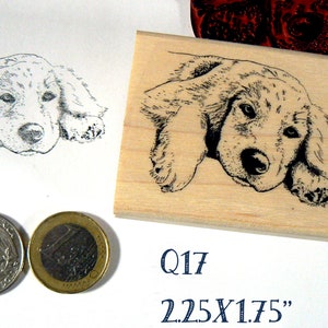 Q17 Kleiner Golden Retriever Hund Stempel