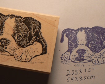 rubber stamp boston terrier puppy P4