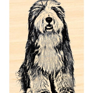 May include: Black and white illustration of a Bearded Collie dog sitting with its head tilted up.