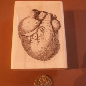 Timbro in gomma Cuore anatomico P20