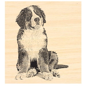 P129 Berner Sennenhund Stempel