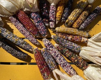 グラスジェム チェロキー インディアン コーン 20 粒パック 世界で最も