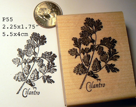Rosemary herb rubber stamp WM p55d