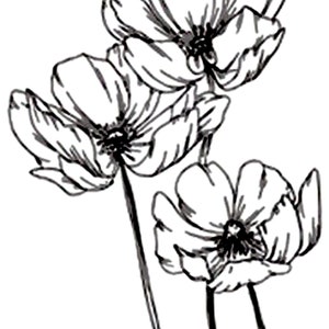 Mohnblumen - klares Stempelgummi 7x9cm UN montiert