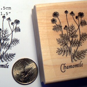 May include: A wooden stamp featuring a black and white illustration of chamomile flowers. The stamp measures 5.5 cm by 3.5 cm and says "Chamomile" at the bottom.