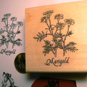 Marigold Herb rubber stamp  P55
