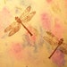 Dragonfly Rubber Stamp WM P11 - 1.5x1" Deep Etched Maple Wood Stamp For Crafting