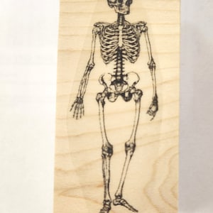 May include: A wooden stamp with a black and white image of a human skeleton.