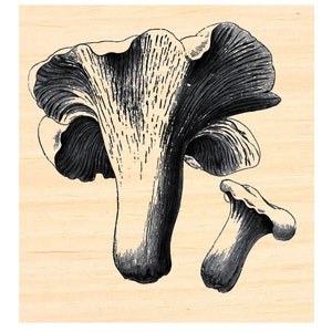 May include: Black and white illustration of two chanterelle mushrooms. The larger mushroom is upright with a textured cap and stem. The smaller mushroom is to the right, also in black and white, with a similar design. The background is a light tan color.