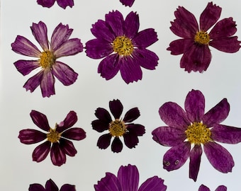 Red Tetrus Cosmos variations Pressed Flowers for Eco Printing