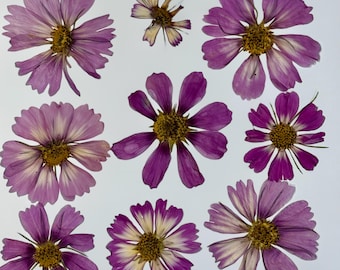Pink Cosmos variations Pressed Flowers for Eco Printing