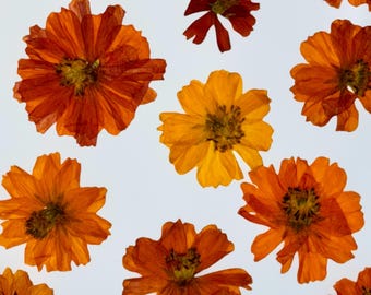 Sulphur Bright Eyes Cosmos Pressed Flowers for Eco Printing
