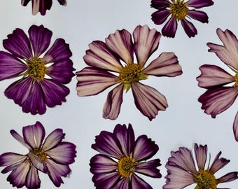 Red Stripe Cosmos variations Pressed Flowers for Eco Printing