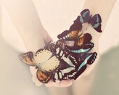 Butterfly Portrait, Dreamy Photograph, Surreal Photography, Botanical, Bedroom Art, Home Decor, Butterfly Photo, Fine Ar Print, Peach