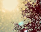 Nature Photograph, Golden Sky, 5x5 Photo, Autumn Tree, Warm Autumn Light, Golden Color, Fine Art Photo