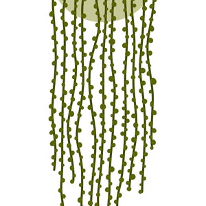 May include: A green string of beads hanging from a light green pot. The beads are round and evenly spaced.