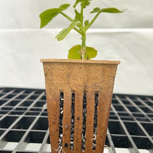 Może przedstawiać: Mała zielona roślina z kilkoma liśćmi rośnie w brązowej, prostokątnej doniczce. Doniczka ma pionowe szczeliny, odsłaniające ziemię i korzenie. Roślina stoi na czarnej metalowej kracie.