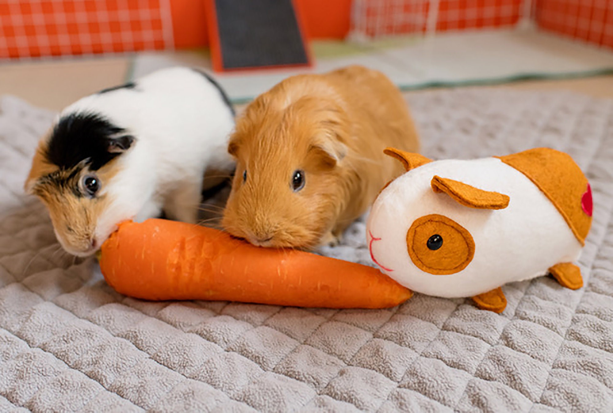 Elliot Guinea pig pattern toy guinea pig plush hamster PDF Etsy