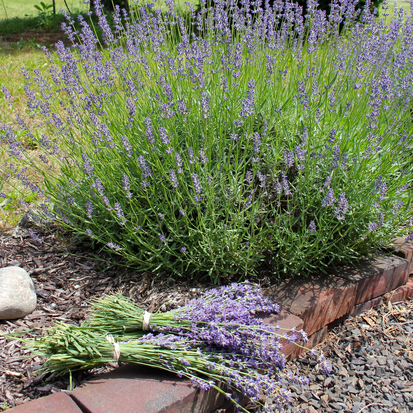 Dried Royal Velvet Lavender Harvested June 2021 Etsy