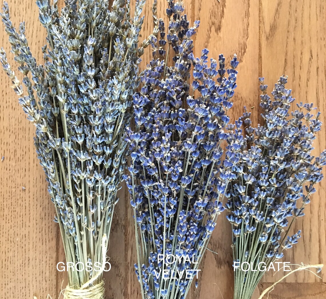 Dried Royal Velvet Lavender Harvested June 2021 Etsy