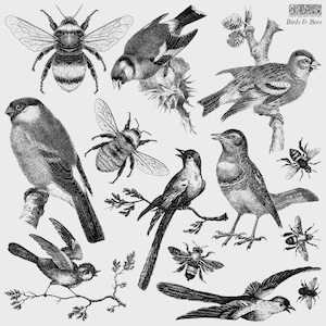 Birds & Bees 12x12 IOD Decor Stamp by Iron Orchid Designs